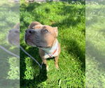 Small #2 American Pit Bull Terrier