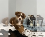 Small Photo #3 Miniature Australian Shepherd Puppy For Sale in NOBLE, MO, USA
