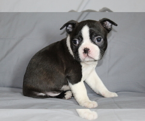 Boston Terrier Puppy for sale in BROOKSVILLE, FL, USA
