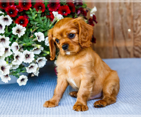 Medium Photo #2 Cavalier King Charles Spaniel Puppy For Sale in WAKARUSA, IN, USA
