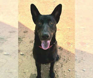 German Shepherd Dog Dogs for adoption in Sacramento, CA, USA
