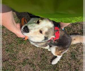 Luka - Male Siberian Husky Dog for Adoption - Photo #16