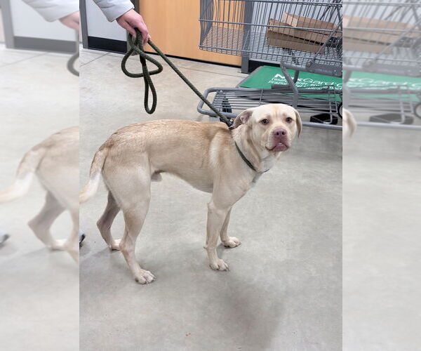 Medium Photo #1 American Staffordshire Terrier-Labrador Retriever Mix Puppy For Sale in Pierceton , IN, USA