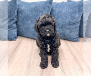 Poodle (Miniature) Puppy for sale in DUNDEE, OH, USA