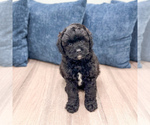 Image preview for Ad Listing. Nickname: Gus