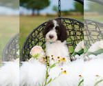 Small Photo #4 Aussiedoodle Puppy For Sale in STRAFFORD, MO, USA