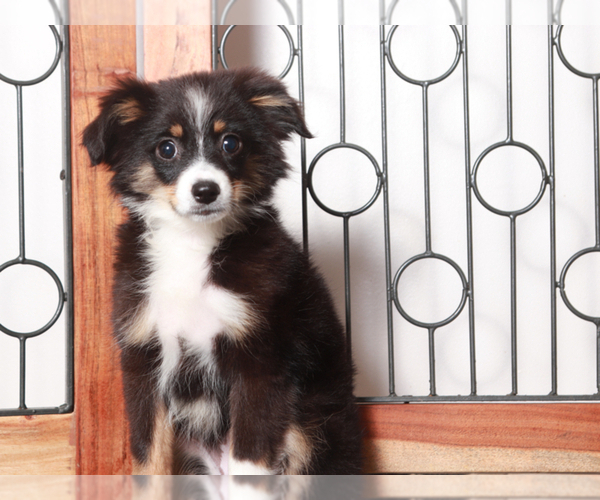 Medium Photo #1 Miniature Australian Shepherd Puppy For Sale in NAPLES, FL, USA