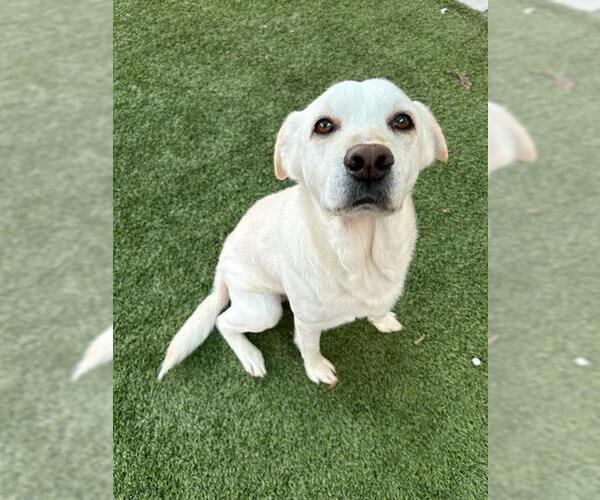 Medium Photo #2 Labrador Retriever-Unknown Mix Puppy For Sale in Baytown, TX, USA