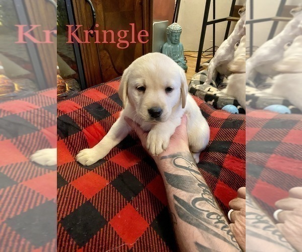 Medium Photo #1 Labrador Retriever Puppy For Sale in CARTHAGE, ME, USA
