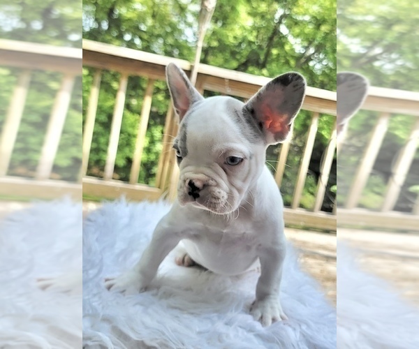 Medium Photo #7 French Bulldog Puppy For Sale in DANBURY, CT, USA
