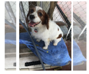 Cockalier Dogs for adoption in ft lauderdale, FL, USA