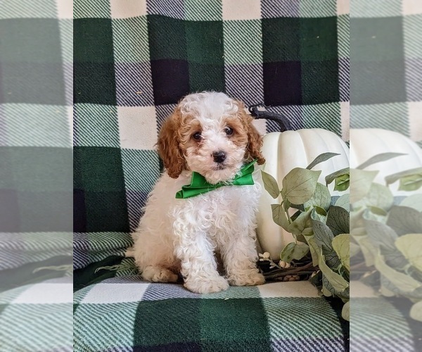 Medium Photo #3 Cavapoo Puppy For Sale in BIRD IN HAND, PA, USA