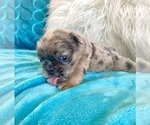 Small #4 English Bulldog
