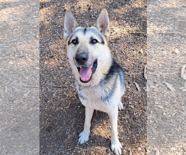 Medium Photo #2 Mutt Puppy For Sale in Clarkesville, GA, USA