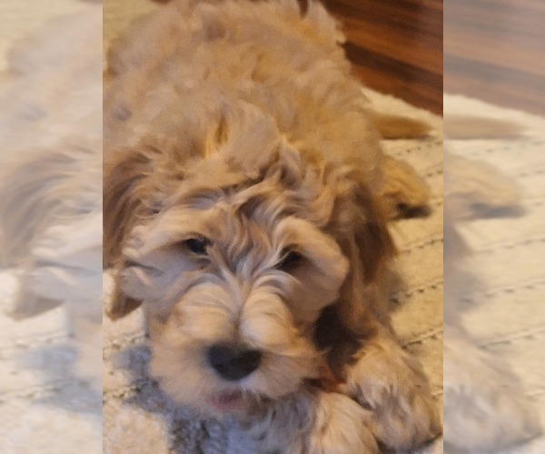 Medium Photo #14 Goldendoodle Puppy For Sale in LOUISA, VA, USA