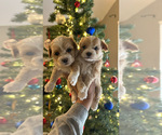 Small Photo #2 Maltipoo Puppy For Sale in EL PASO, TX, USA