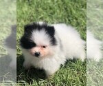Small #13 Pomeranian