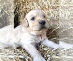 Puppy 1 Golden Retriever