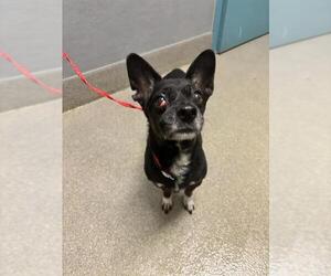 Chihuahua-Unknown Mix Dogs for adoption in Las Vegas, NV, USA