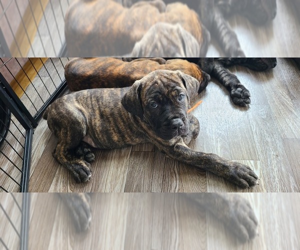 Medium Photo #2 Cane Corso Puppy For Sale in PORTLAND, OR, USA