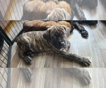 Small #1 Cane Corso