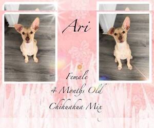 Chihuahua-Unknown Mix Dogs for adoption in Jacksonville, NC, USA