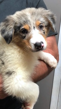 Medium Photo #1 Australian Shepherd Puppy For Sale in LAKE CITY, FL, USA