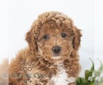 Small #3 Poochon