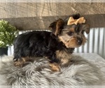 Image preview for Ad Listing. Nickname: Indy