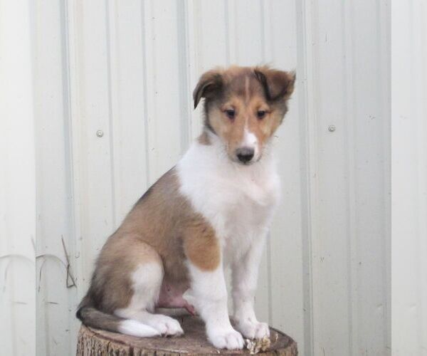 Medium Photo #1 Collie Puppy For Sale in FORT PLAIN, NY, USA
