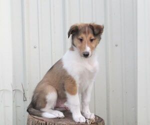 Collie Puppy for sale in FORT PLAIN, NY, USA