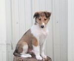 Small Collie