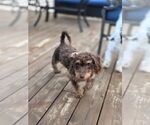 Small #5 Chihuahua Mix