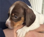 Small #3 Dachshund
