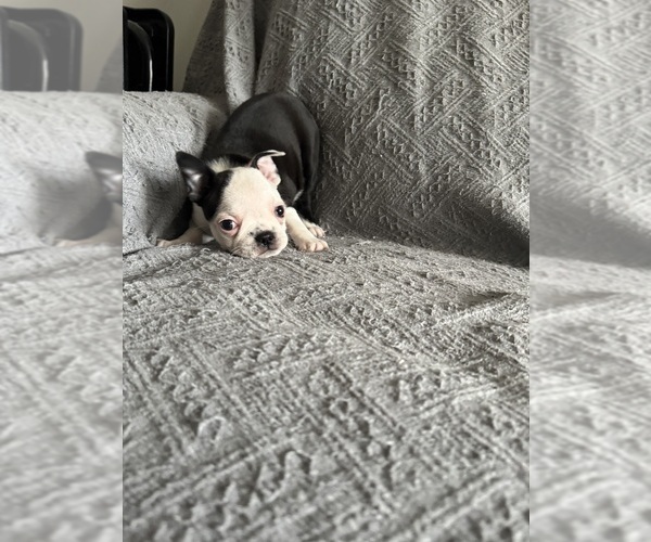 Medium Photo #4 Boston Terrier Puppy For Sale in BRIDGEWATER, NJ, USA