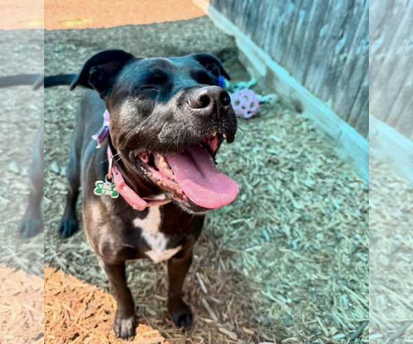 Medium Photo #2 American Pit Bull Terrier-Labrador Retriever Mix Puppy For Sale in Houston, TX, USA