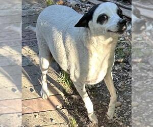 Mutt Dogs for adoption in San Antonio, TX, USA