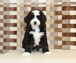 Small #2 Bernedoodle (Miniature)