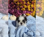 Puppy 4 Shih Tzu