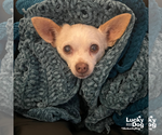Small #1 Chihuahua Mix