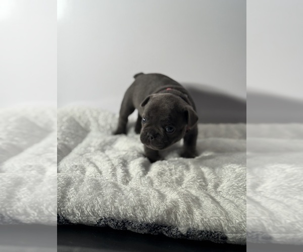 Medium Photo #3 French Bulldog Puppy For Sale in OLYMPIA, WA, USA