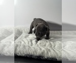 Small #2 French Bulldog