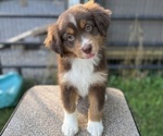 Small Photo #21 Miniature American Shepherd Puppy For Sale in NOLENSVILLE, TN, USA