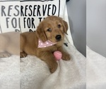 Small Photo #4 Golden Retriever Puppy For Sale in GREENFIELD, IN, USA