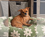 Shadow - Male Chihuahua-Unknown Mix Dog for Adoption - Small photo
