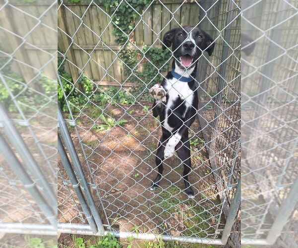 Medium Photo #11 Border Collie-Unknown Mix Puppy For Sale in Germantown, OH, USA