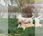 Small #11 Labrador Retriever Mix
