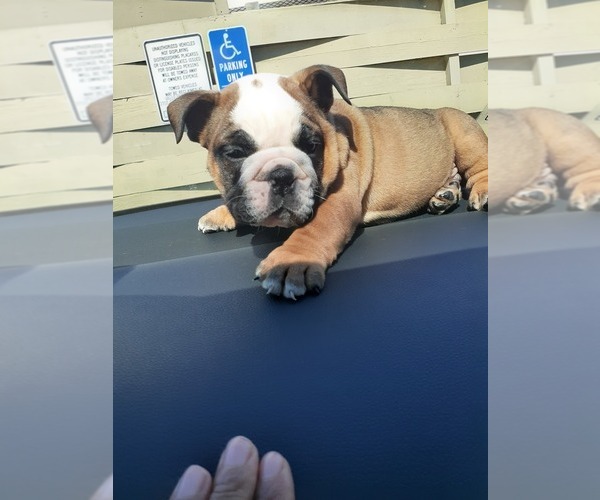 Medium Photo #5 English Bulldog Puppy For Sale in BAY POINT, CA, USA