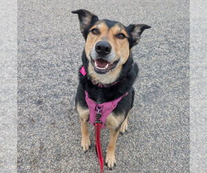 Mutt Dogs for adoption in Fargo, ND, USA