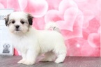 Small Photo #5 Mal-Shi Puppy For Sale in BEL AIR, MD, USA